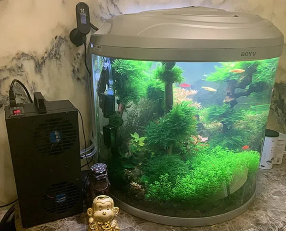 Aquarium Fish Small - Einstellbarer Halbleiter-Kühlschrank mit konstanter Temperatur, kleiner