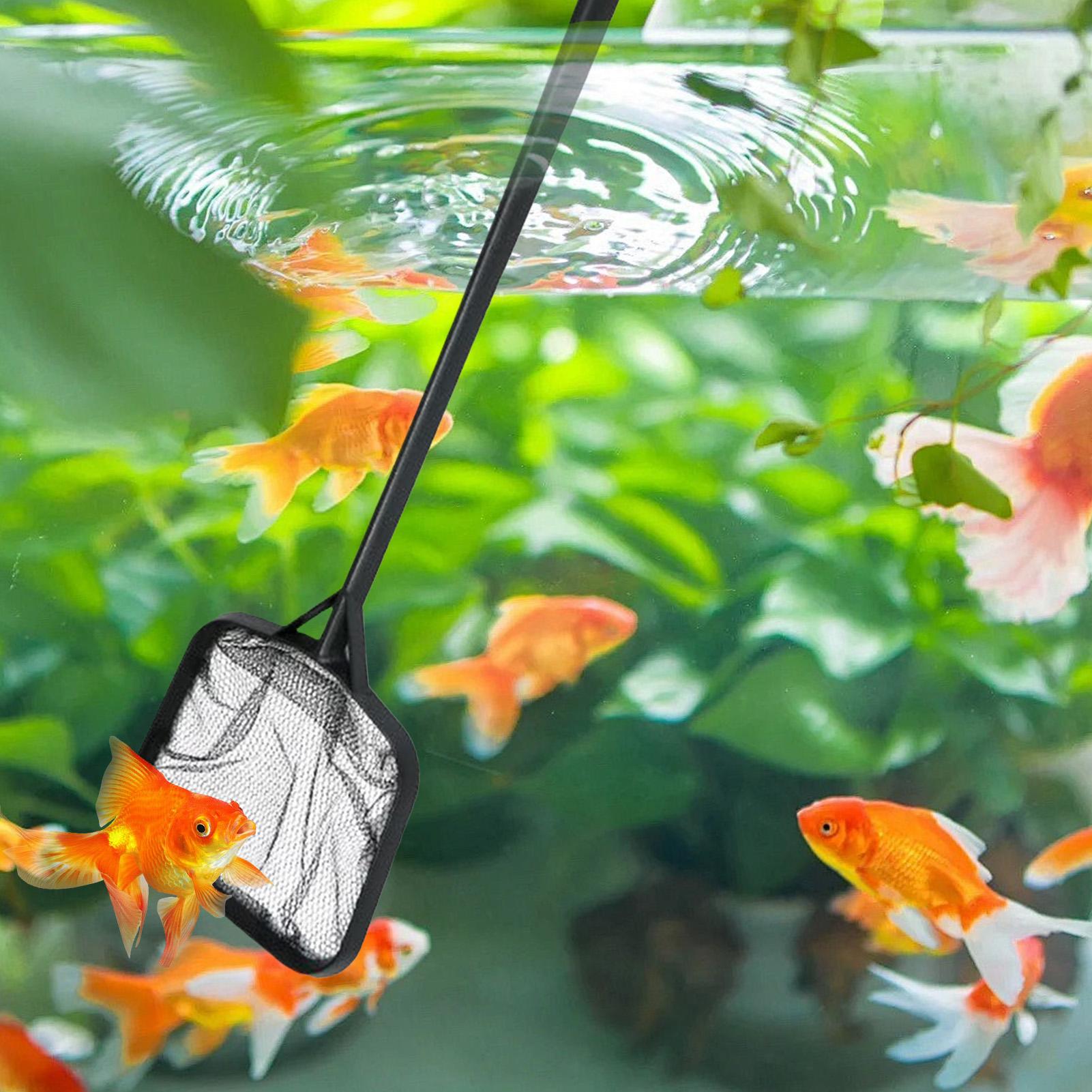 Poolnetze zur Reinigung, tragb – Aquarium Fish Net Bewertung und Preis