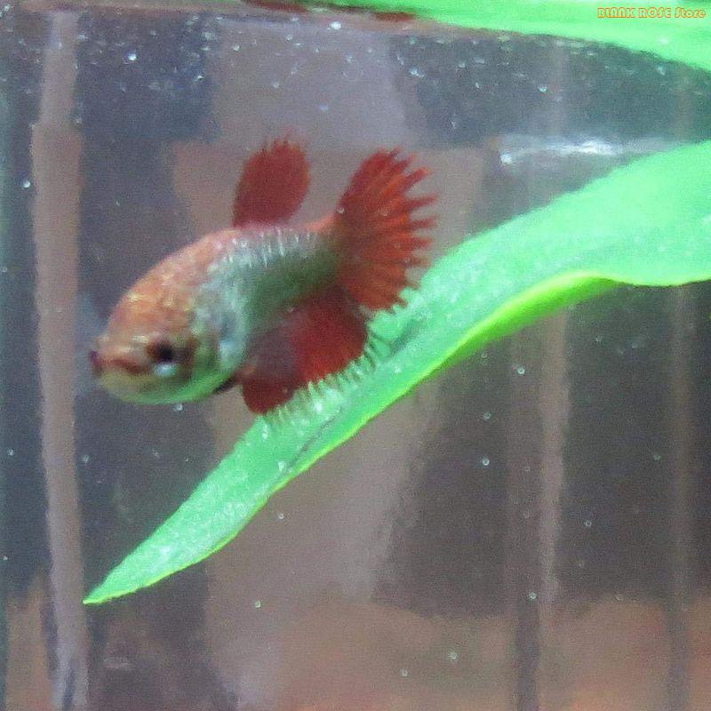 K1AE Aquarium-Pflanzendekorati – Aquarium Fish Beautiful Bewertung und Preis