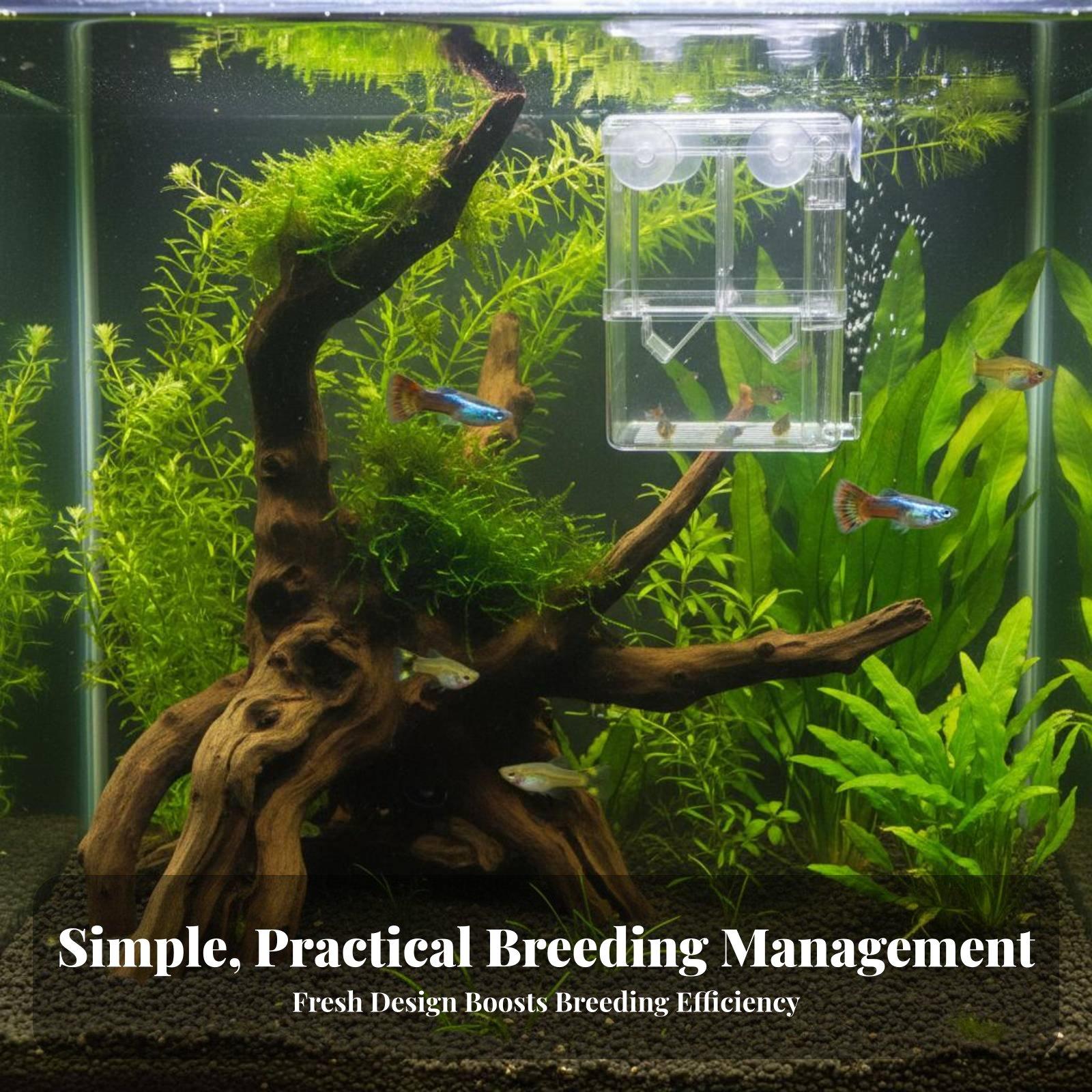 Doppelschichtiger Aquarium-Zuc – Aquarium Fish In Bewertung und Preis
