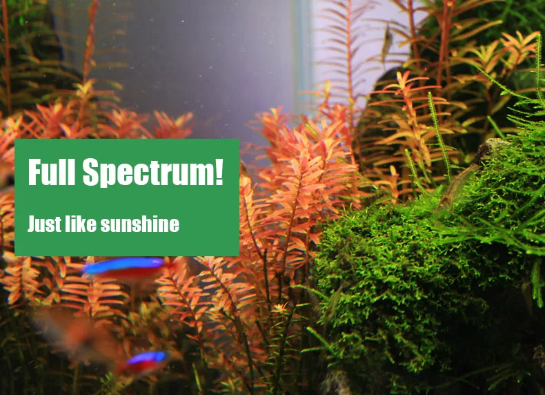 Spirituosen C-Serie ADA-Stil P – Aquarium Fish Background Bewertung und Preis