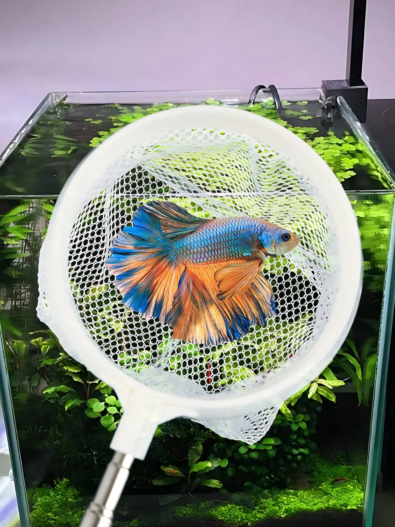 Aquarium-Fischkescher - Ein Ei – Aquarium Fish Net Bewertung und Preis