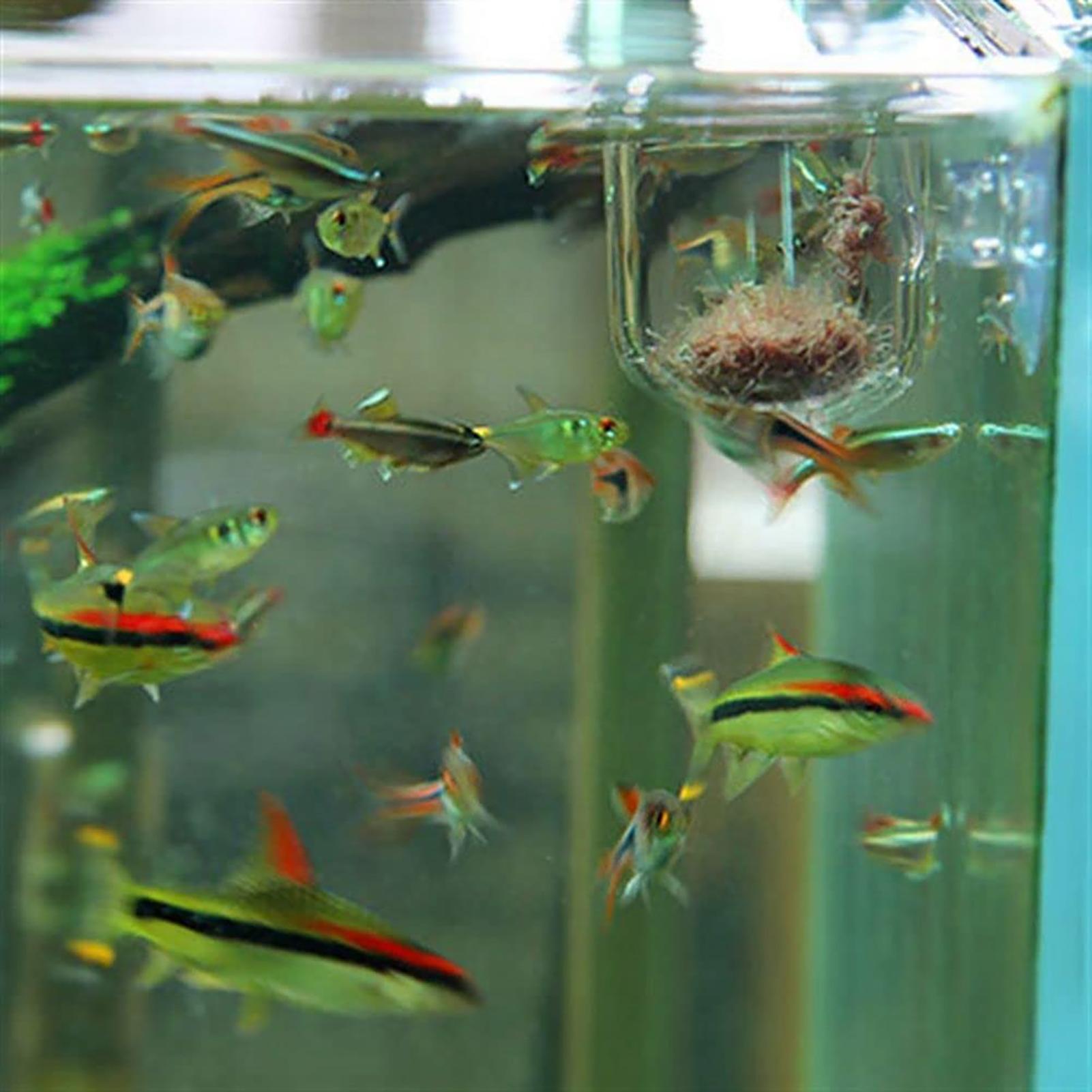 Aquarium-Dekorationspflanzento – Aquarium Fish Beautiful Bewertung und Preis